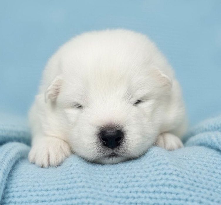 Szczenię Samoyed ZKwP odbiór GRUDZIEŃ 2025