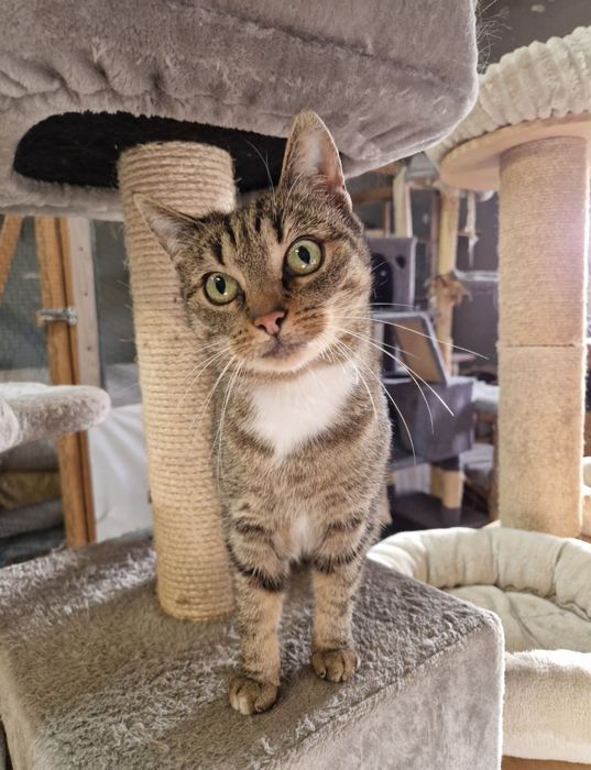 Funia, wycofana koteczka.