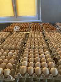 Jajka kremowe brązowe 3pl 2A M hurt