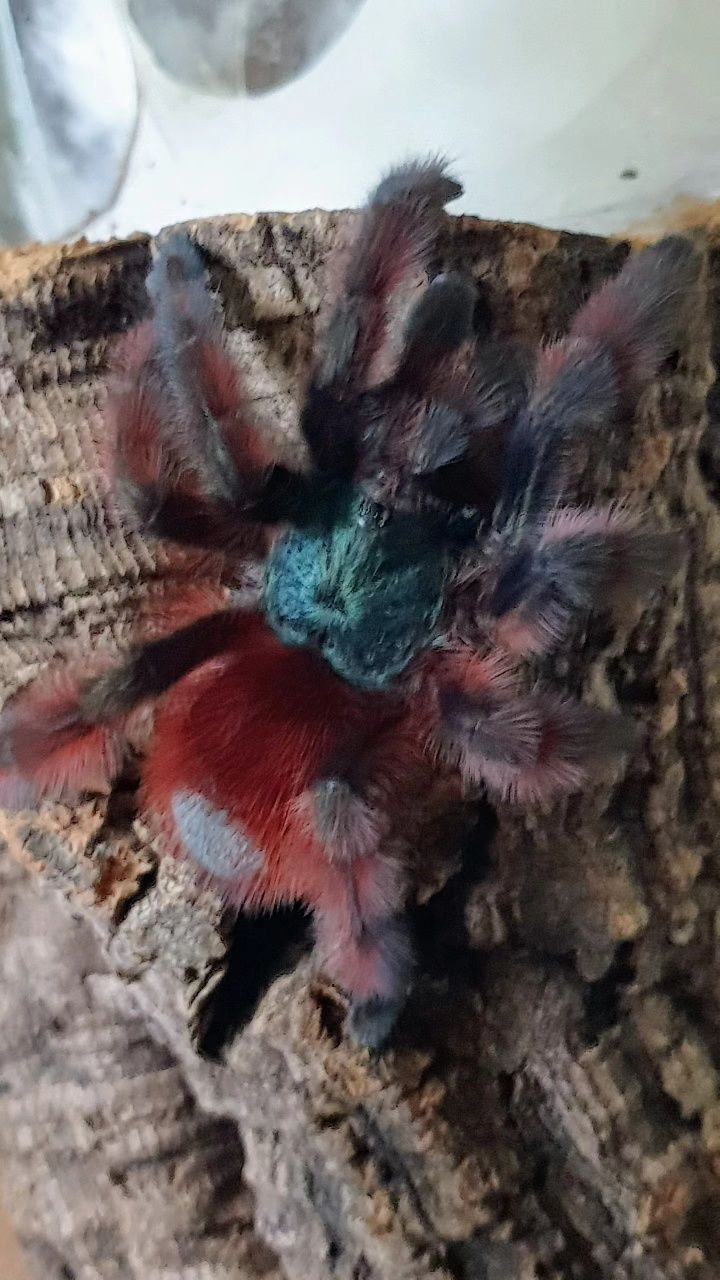 Caribena versicolor l1 ptasznik