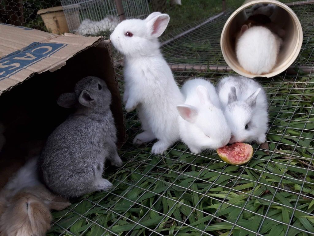 KIT completo Coelhos anões minitoy e mini holandês muito dóceis