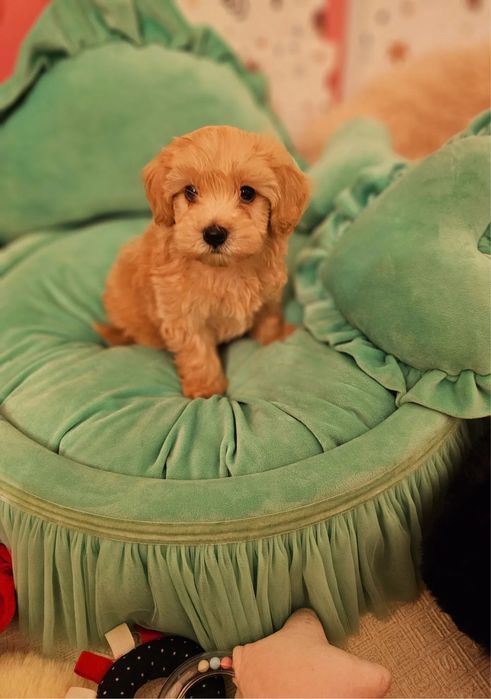 ‼️Exclusive‼️Щенки Мальтипу, maltipoo f1 maltipoo f2