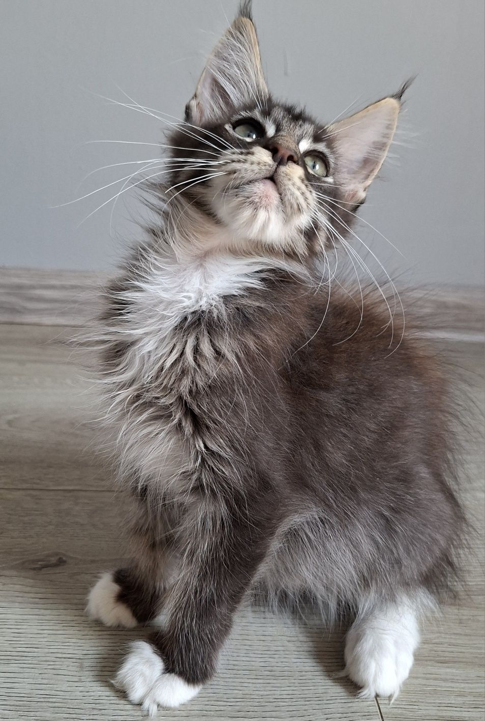 Juz do odbioru!! kocurek Maine Coon