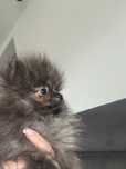 Szpic Pomeranian MIŚ piesek XXS