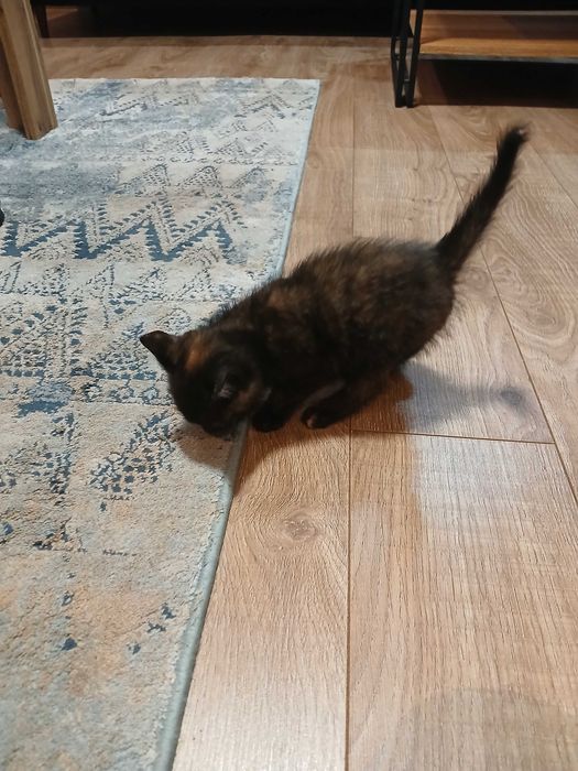 Śluczne kotki do oddania