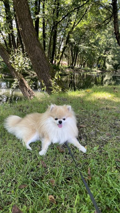 Пропонуємо до в‘язки померанського шпіца