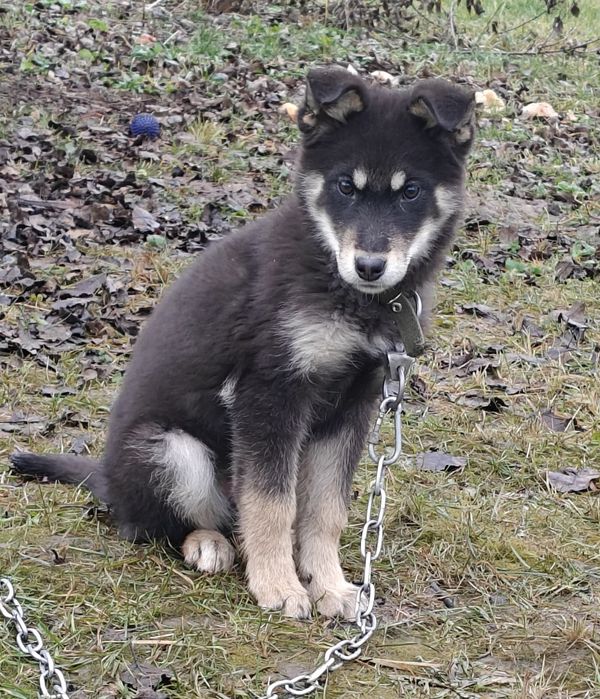 Віддам файних дівчаток