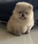 Szpic ninuarurowy-pomeranian