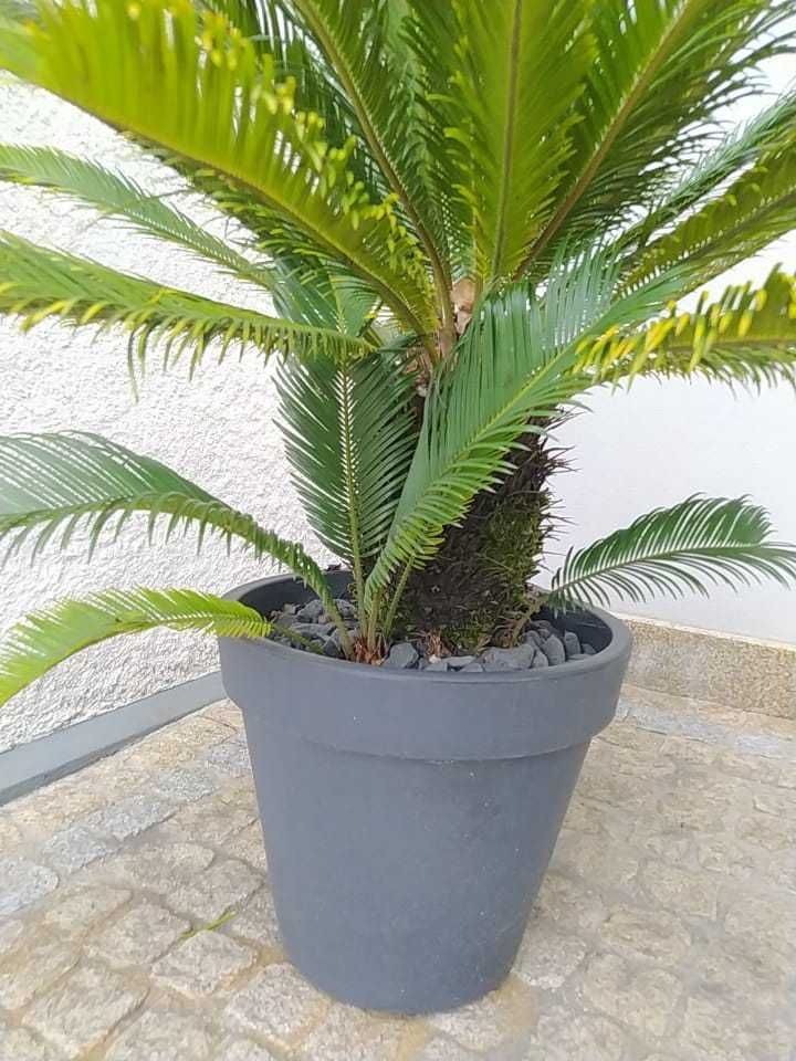 Cica em excelente condição