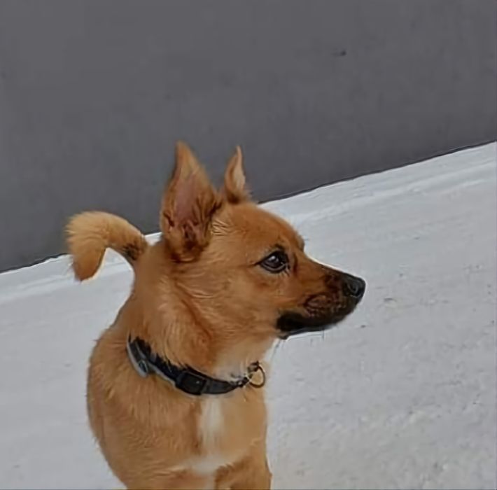 Zaginęła Patka,  kundelek, kraków