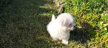 Bichon maltês fêmea criado em ambiente familiar disponível