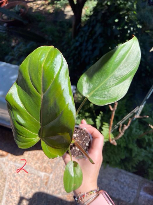 Philodendron Summer Glory