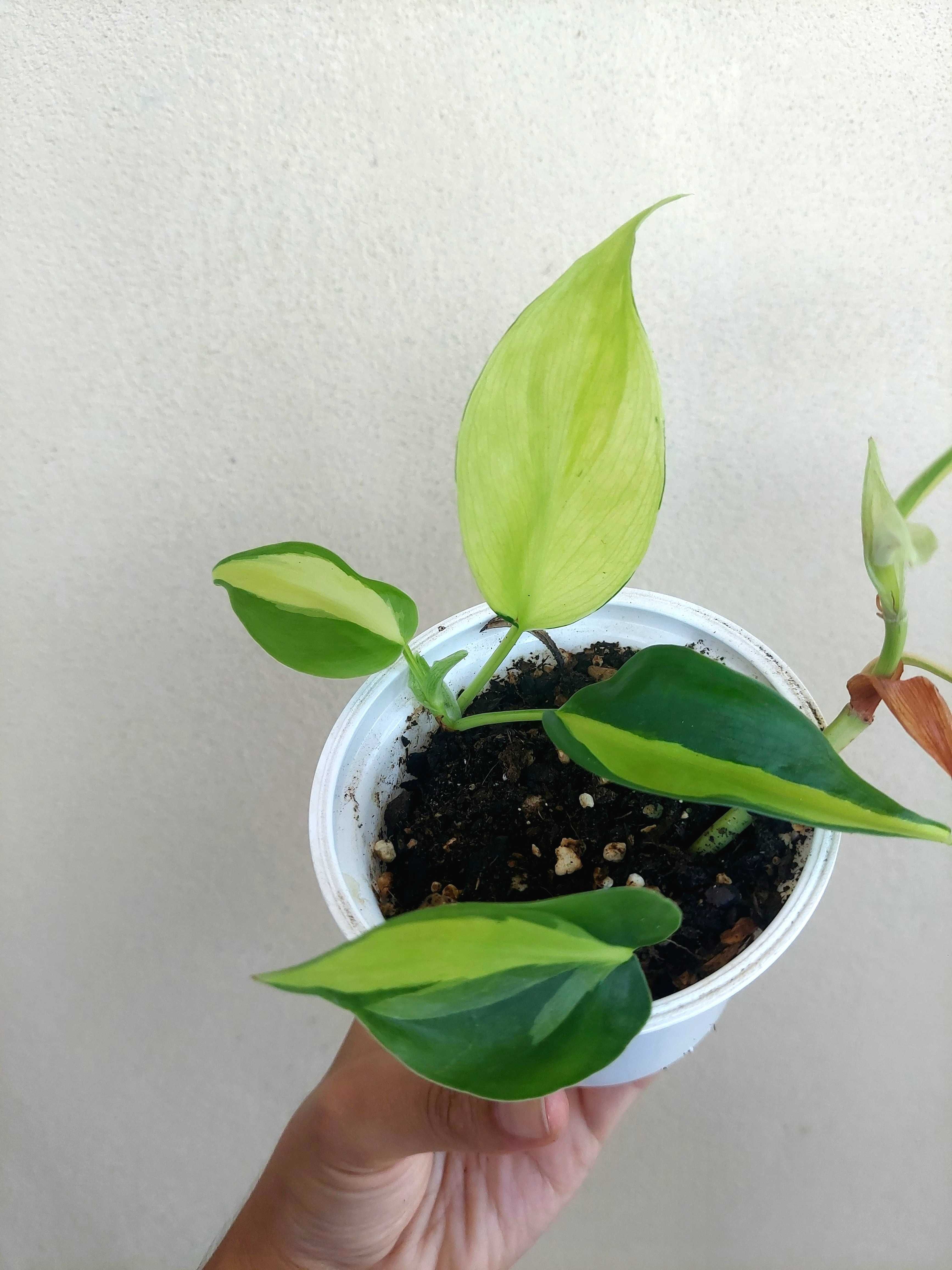 Philodendron Brasil