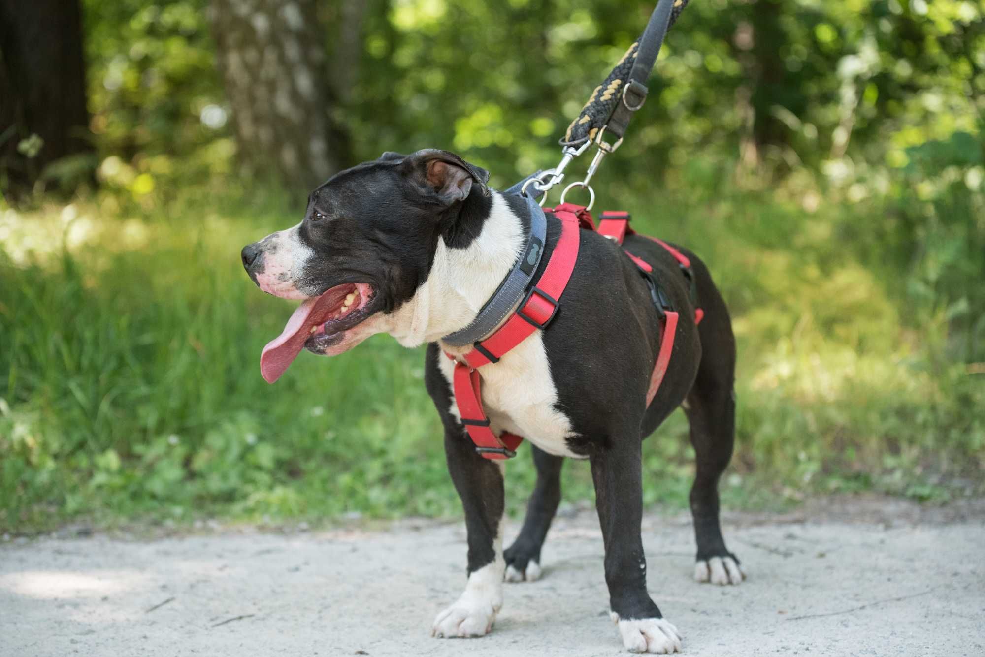 Piękny pies w typie TTB amstaff Shrek szuka domu