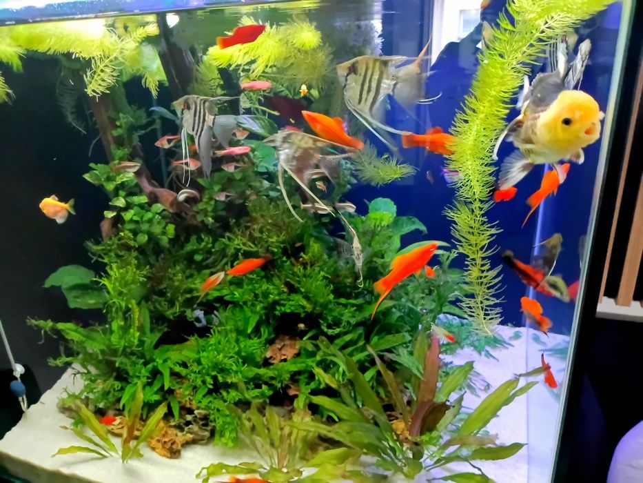 Sprzedam ryby rośliny i podłoże