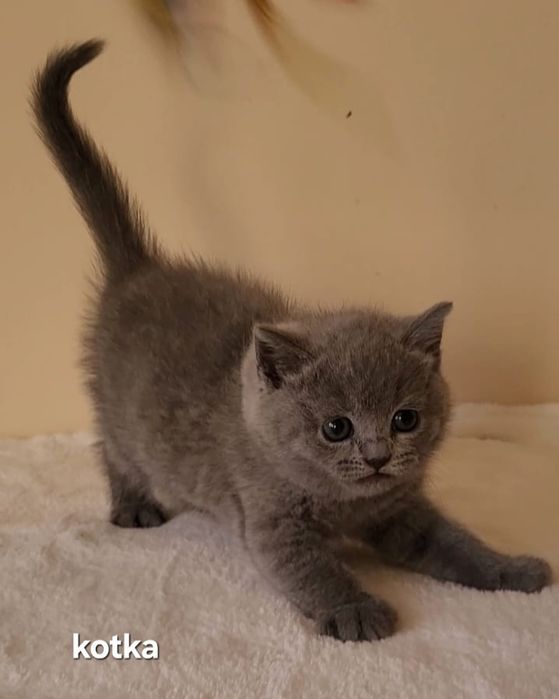 Kot brytyjski kociak