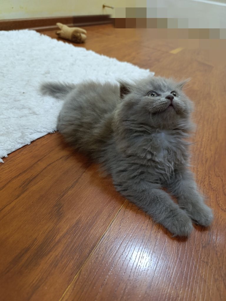 Котёнок  Хайленд фолд