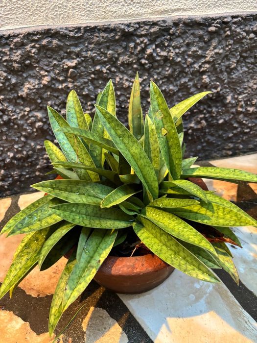 Vasos Planta Orquídea Sapatinho