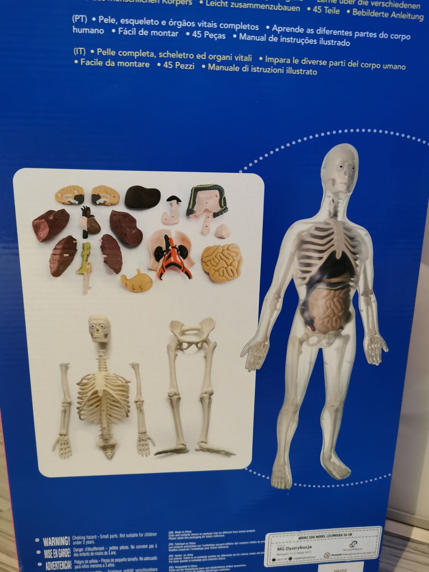 Edu Model anatomiczny człowieka 56 cm ciało kościotrup