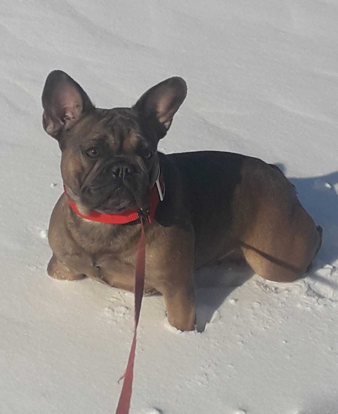 Buldog Francuski chłopczyk  merle