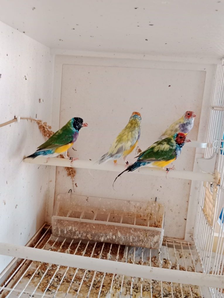 Diamantes de Gould