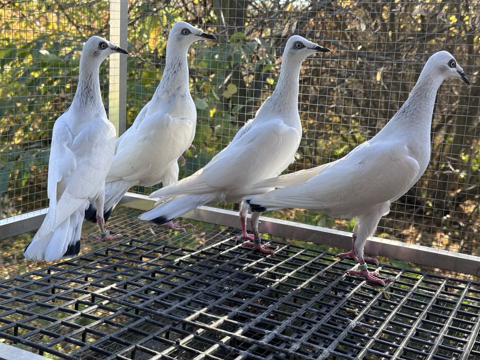 Srebrniaki wyloty 25r