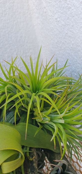Plantas Aéreas Tillandsia (várias)