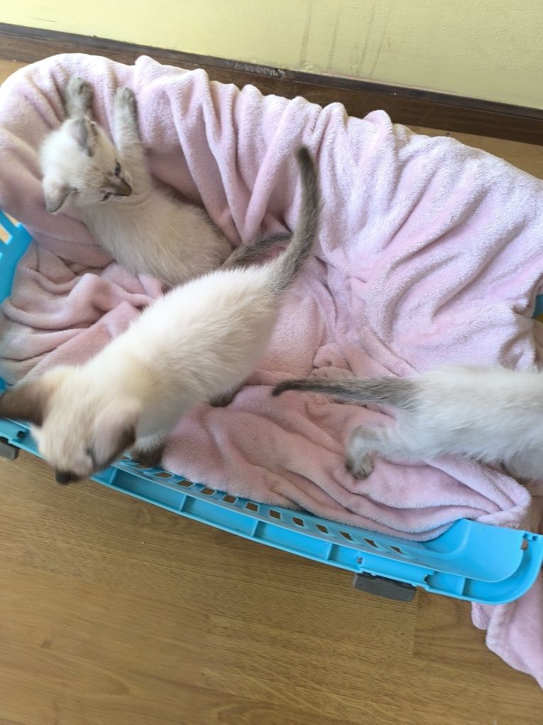 Doação de gatinhos lindos