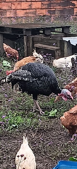 Vendo peru macho adulto
