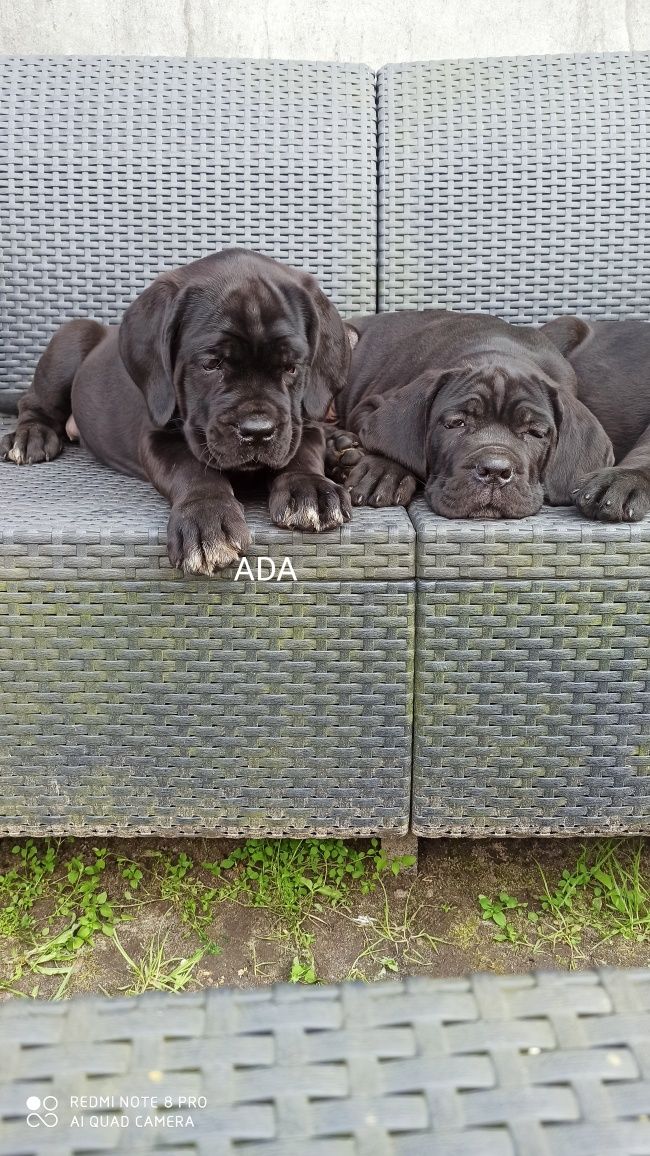 Cane Corso piesek