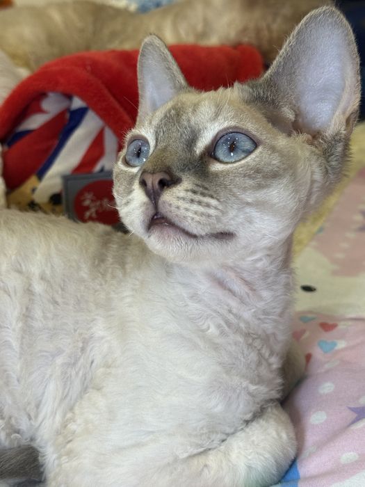 Оскар, красивенный голубоглазый котенок ищет маму