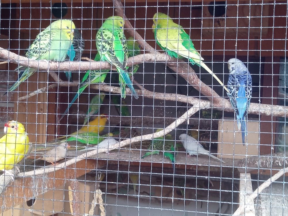 Papugi faliste oraz kanarki