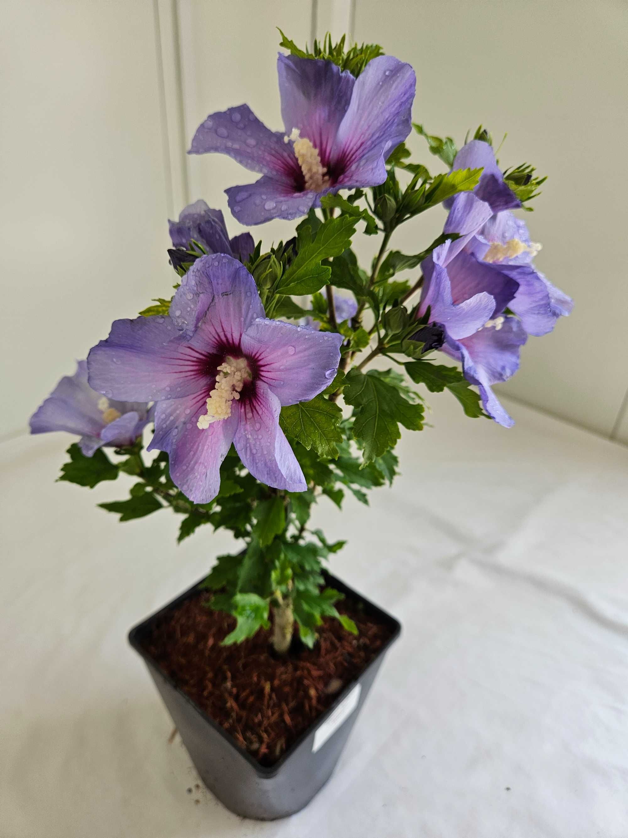 Hibiskus Oiseau Bleu 50cm – niebieski krzew ozdobny do ogrodu C3