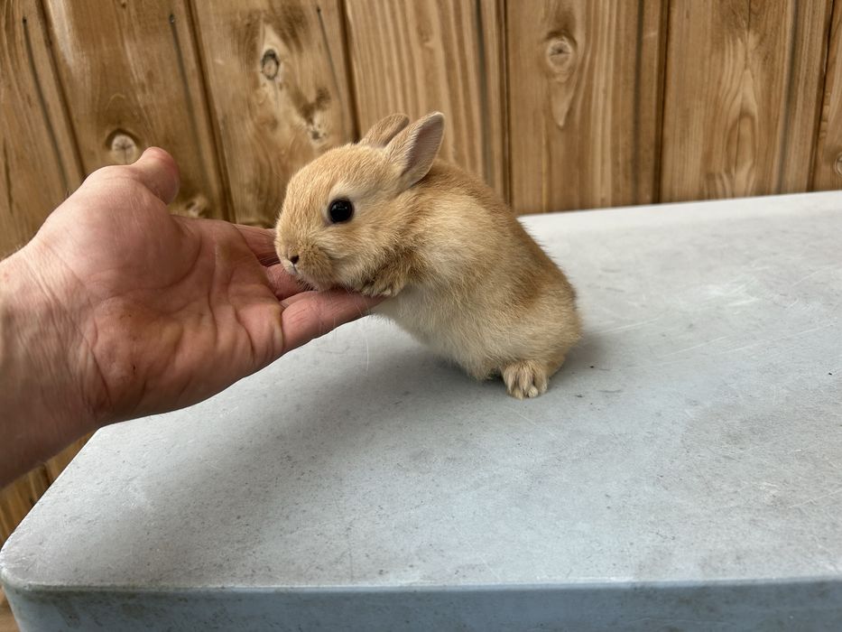 Królik karzełek miniaturka