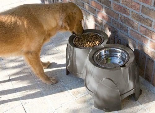Comedor para cao
