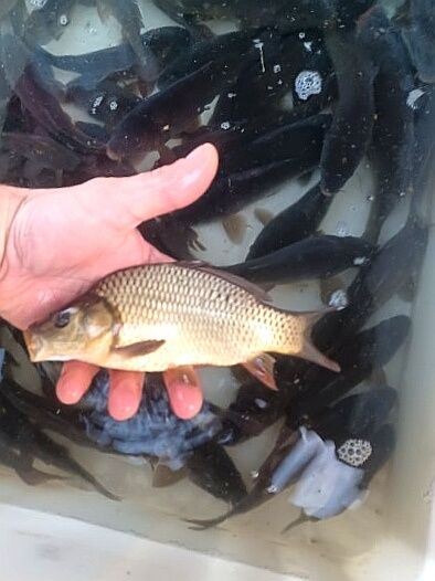 Karp kroczek 15-20cm cm Dostępny, Jesiotr, węgorz, Lin, Amur