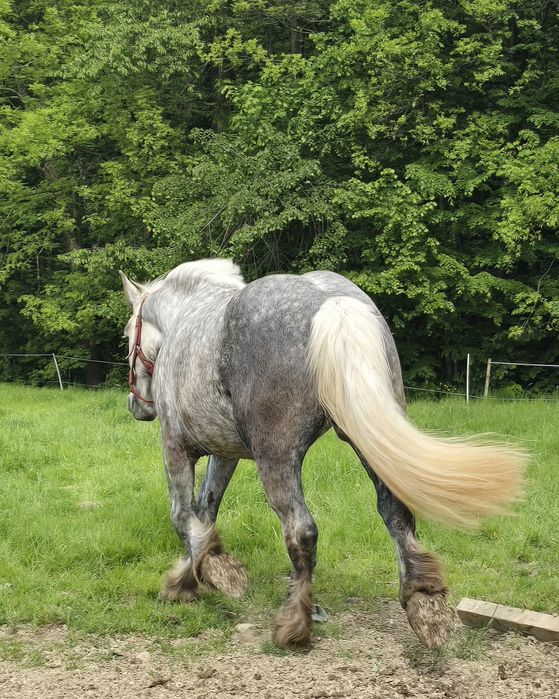 Perszeron siwa klacz zaźrebiona 3 lata