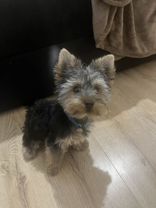 Piesek szuka domu rodowód