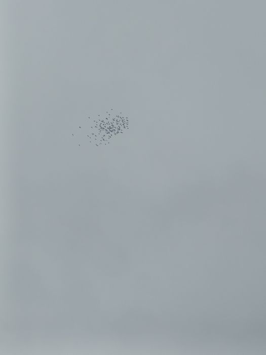 Budapeszty lot gołębi