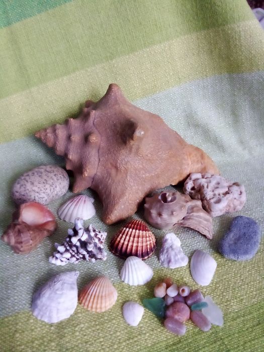 Ракушки для аквариума