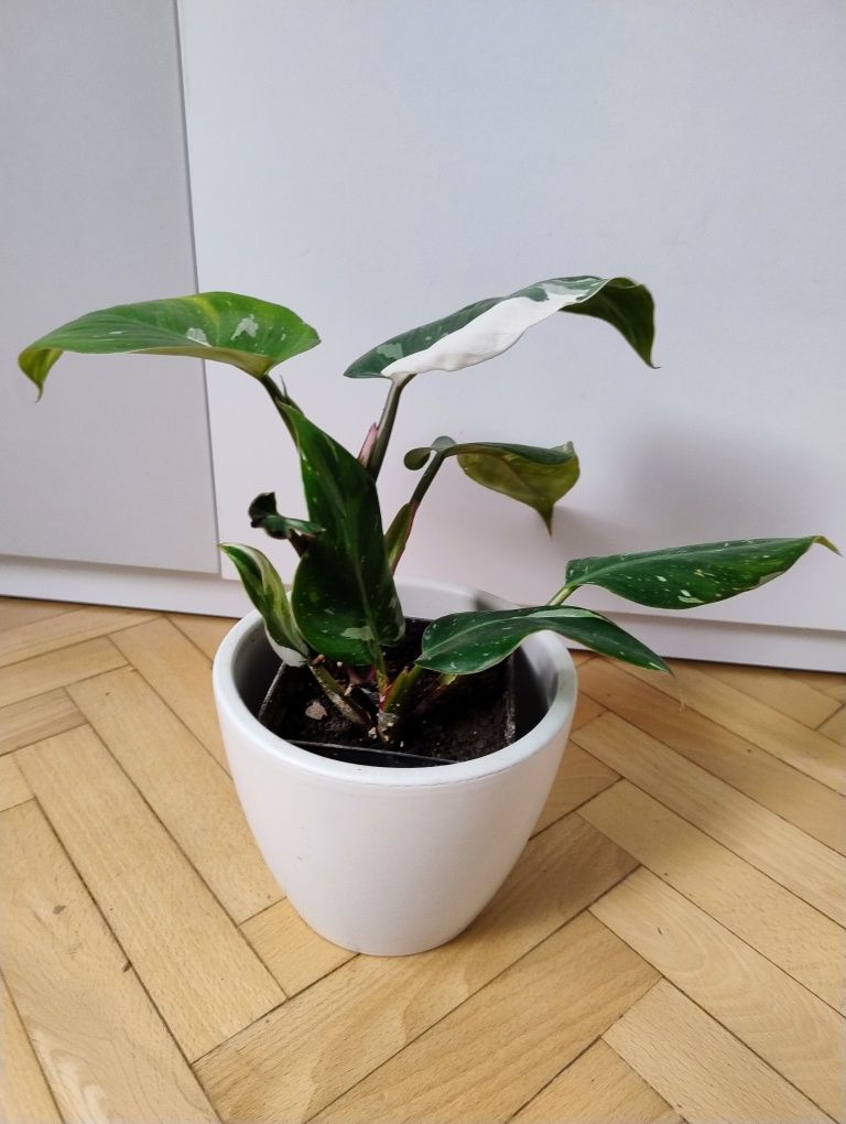 Filodendron 'White Princess, kolekcjonerska odmiana w doniczce P9