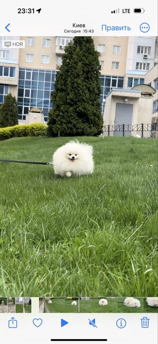 Шикарний Померанський шпіц хлопчик для вʼязки