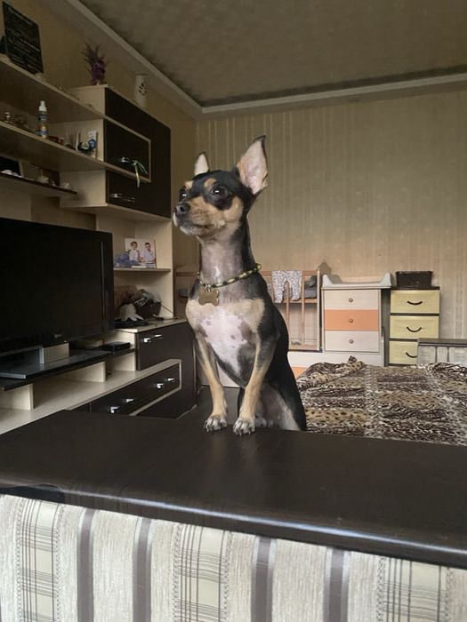 Шукаємо дівчинку для з вʼязки