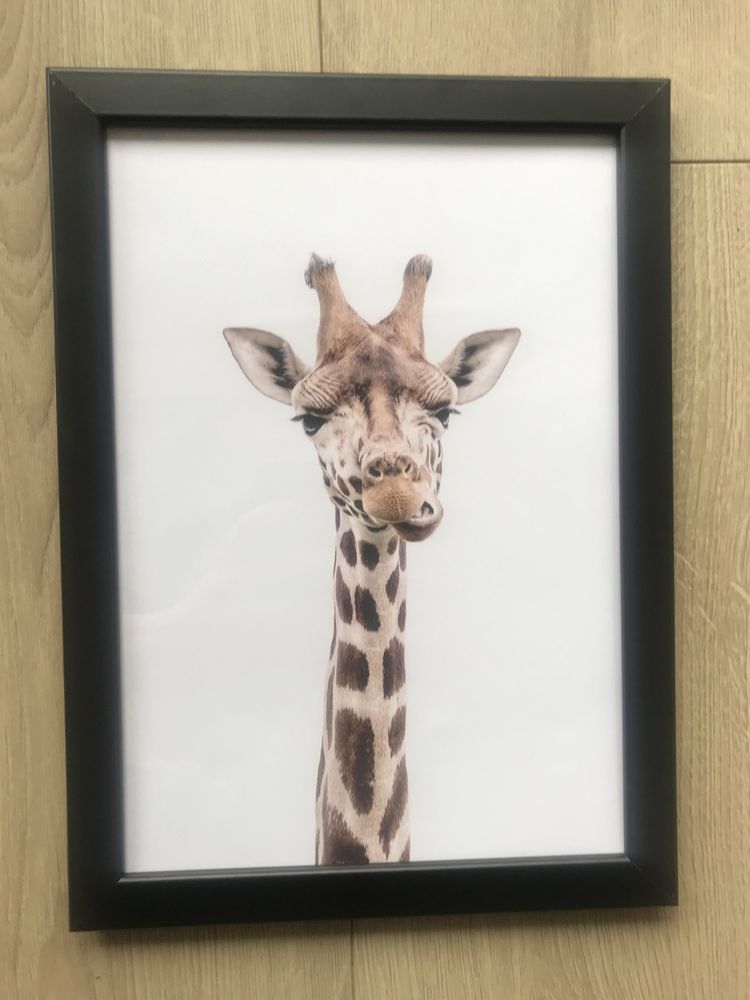 Obraz z ramką plakat żyrafa do pokoju dziecka rozmiar 21x30