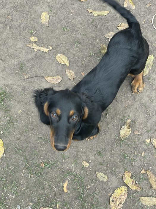 Шикарнючие длинношерстные таксы