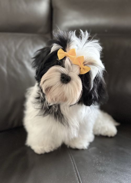 Suczka Shih Tzu ZKwP FCI