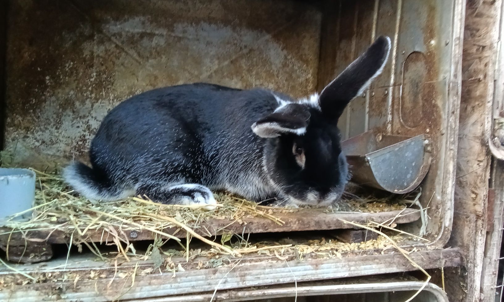 Кролик породи Білоостий віком 5.5 місяців