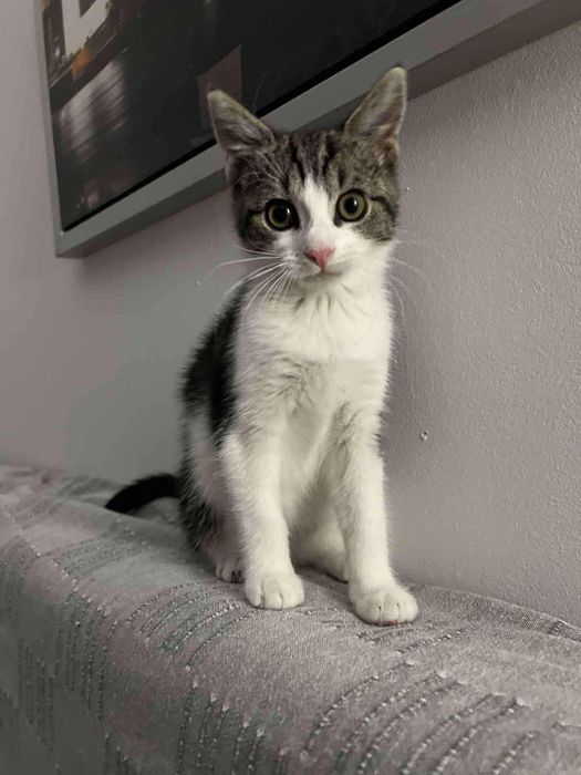 Mała Gucci szuka domku