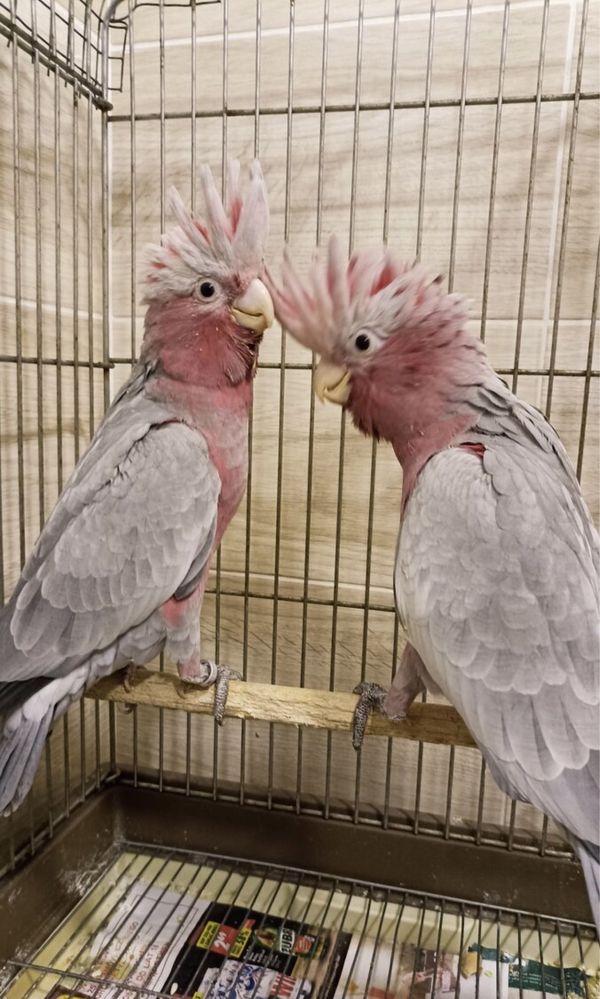 Розовые какаду птенчики молоденькие