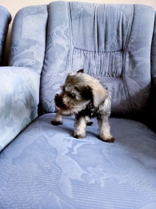 Sznaucer miniaturowy sól -pieprz z rodowodem piesek